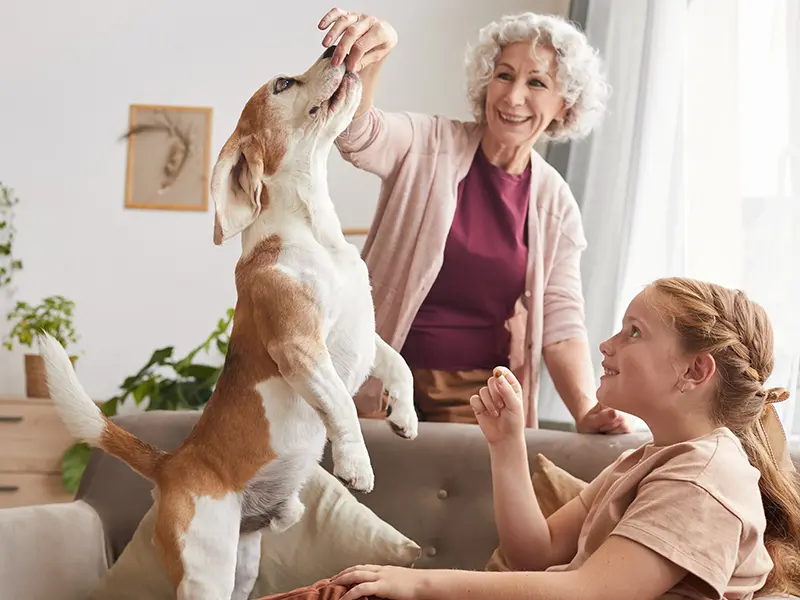 Eine Frau spielt mit ihrem Hund auf der Couch, während ihre Katze aus der Ferne zuschaut und der Raum voller Klumpstreu für Katzen ist.