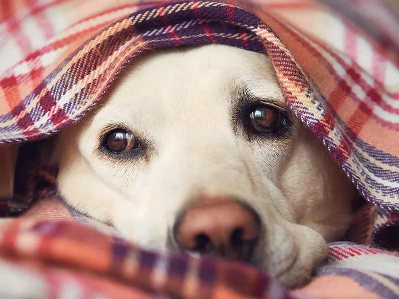 Ein weißer Labrador-Hund liegt mit Verdauungsproblemen unter einer karierten Decke