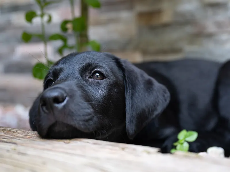 Ein schwarzer Labrador Retriever Hund mit Verdauungsproblemen